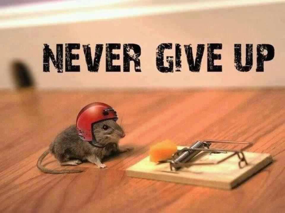 Mouse-With-Helmet-Never-Give-Up